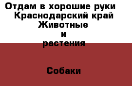 Отдам в хорошие руки - Краснодарский край Животные и растения » Собаки   